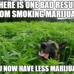 Oh, the disappointment | THERE IS ONE BAD RESULT FROM SMOKING MARIJUANA; YOU NOW HAVE LESS MARIJUANA | image tagged in marijuanadog,memes,dank memes,skits bits and nits,marijuana,tragic memes | made w/ Imgflip meme maker