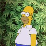 simpson and weed meme