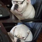 Accountant Dog