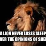 Lions head | A LION NEVER LOSES SLEEP OVER THE OPINIONS OF SHEEP | image tagged in lions head | made w/ Imgflip meme maker