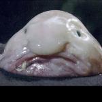 ugly fish