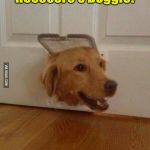 Now how do I get my head out of heeeeere? | Heeeeere's Doggie! | image tagged in jim golden retriever | made w/ Imgflip meme maker