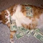 rich cat