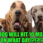 When does the old dog hitb10 mil? Enter on guess on AndrewFinlayson's meme: https://imgflip.com/gif/1ldm7t | RAYDOG WILL HIT 10 MILLION ON WHAT DAY!?!?!? | image tagged in surprised dogs,andrewfinlayson,raydog,guess the date context,matrix icon,memes | made w/ Imgflip meme maker