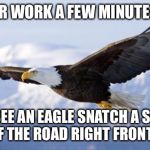 30 seconds later and I would have missed it | LEFT FOR WORK A FEW MINUTES EARLY; GET TO SEE AN EAGLE SNATCH A SQUIRREL OUT OF THE ROAD RIGHT FRONT OF ME | image tagged in eagle | made w/ Imgflip meme maker