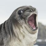 Gasp Seal