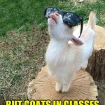 goatsky | ANY GOAT CAN WEAR A SWEATER; BUT GOATS IN GLASSES HAVE PIZZAZZ | image tagged in goatsky | made w/ Imgflip meme maker