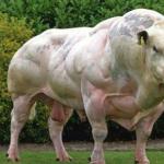 Do You Even Lift Cow