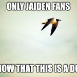 Birds | ONLY JAIDEN FANS; KNOW THAT THIS IS A DOG | image tagged in birds | made w/ Imgflip meme maker