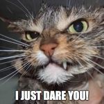 Angry Mad Cat | I JUST DARE YOU! | image tagged in angry mad cat | made w/ Imgflip meme maker