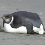 Fat Penguin