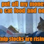 morning realisation cat | I  put  all  my  money  in  cat  food  and  now; catnip stocks are rising? | image tagged in morning realisation cat | made w/ Imgflip meme maker