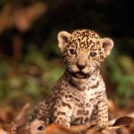 Jaguar Kitten