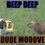 Stupid Cow | BEEP BEEP; DUDE MOOOVE | image tagged in stupid cow | made w/ Imgflip meme maker