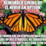 butterfly | REMEMBER GIVING UP IS NEVER AN OPTION. JUST WHEN THE CATERPILLAR WAS READY TO GIVE UP HIS STRUGGLE, HE TRANSFORMED INTO A BEAUTIFUL BUTTERFLY AND FLEW AWAY. | image tagged in butterfly | made w/ Imgflip meme maker