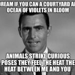 Rod Serling | DREAM IF YOU CAN A COURTYARD
AN OCEAN OF VIOLETS IN BLOOM; ANIMALS STRIKE CURIOUS POSES
THEY FEEL THE HEAT
THE HEAT BETWEEN ME AND YOU | image tagged in rod serling | made w/ Imgflip meme maker