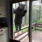 bear at the door meme