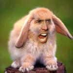 NIC CAGE BUNNY