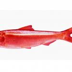 Red Herring 