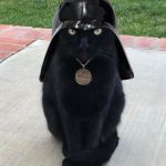 Darth Kitty | DARTH KITTY; I FIND YOUR LACK OF TREATS DISTURBING | image tagged in darth kitty | made w/ Imgflip meme maker