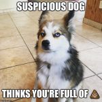Arlo dog | SUSPICIOUS DOG; THINKS YOU'RE FULL OF 💩 | image tagged in arlo dog | made w/ Imgflip meme maker