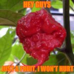 123GUY's Fruit week event: Yes I have tried it.....once | HEY GUYS; I AM JUST A FRUIT, I WON'T HURT YOU | image tagged in carolina reaper,fruit week | made w/ Imgflip meme maker