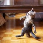 Cat Walking Like Human meme