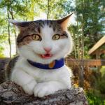 Smiling Cat meme