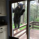 bear window