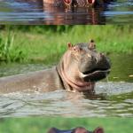 Bad Pun Hippo