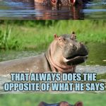 Bad Pun Hippo | I KNOW THIS HUMAN; THAT ALWAYS DOES THE OPPOSITE OF WHAT HE SAYS; HE'S A BIG FAT HIPPOCRIT | image tagged in bad pun hippo,memes,bad puns | made w/ Imgflip meme maker