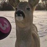 Deer Interview