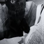 Cute Black Cat with Big Eyes | YOU CALL ME BLACK; LIKE MY SOUL | image tagged in cute black cat with big eyes | made w/ Imgflip meme maker