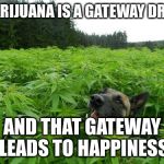 Open the gateway and let Happiness in! | MARIJUANA IS A GATEWAY DRUG; AND THAT GATEWAY LEADS TO HAPPINESS | image tagged in marijuanadog | made w/ Imgflip meme maker