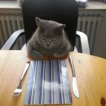 Hungry Cat Etiquette