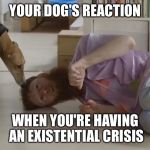 Kay | YOUR DOG'S REACTION; WHEN YOU'RE HAVING AN EXISTENTIAL CRISIS | image tagged in kay | made w/ Imgflip meme maker