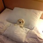 dog tucked in bed meme