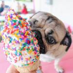 Ice Cream Pug