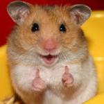 Happy hamster meme