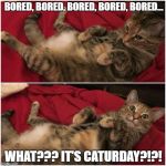 It's Caturday? | BORED, BORED, BORED, BORED, BORED... WHAT??? IT'S CATURDAY?!?! | image tagged in it's caturday | made w/ Imgflip meme maker