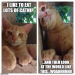 Cat perspective | I LIKE TO EAT LOTS OF CATNIP... ...AND THEN LOOK AT THE WORLD LIKE THIS...WOAHHHHHH | image tagged in cat perspective | made w/ Imgflip meme maker