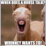 He's just a little horse right now. | WHEN DOES A HORSE TALK? WHINNEY WANTS TO! | image tagged in foal,horse,bad pun | made w/ Imgflip meme maker