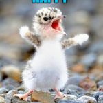 Screaming Bird | HAPPY; BIRD DAY DAVE! | image tagged in screaming bird | made w/ Imgflip meme maker
