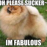 Pomeranian gone wild | OH PLEASE SUCKER~; IM FABULOUS | image tagged in pomeranian gone wild | made w/ Imgflip meme maker