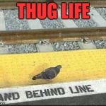He didn't choose the thug life... | THUG LIFE | image tagged in disobedient pigeon,memes,animals,pigeons,thug life | made w/ Imgflip meme maker