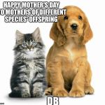 Mother's Day  pets animals cats dogs adoption | HAPPY MOTHER'S DAY TO MOTHERS OF DIFFERENT SPECIES' OFFSPRING; DB | image tagged in mother's day  pets animals cats dogs adoption | made w/ Imgflip meme maker