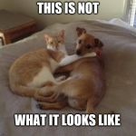 Cats and dogs living together | THIS IS NOT; WHAT IT LOOKS LIKE | image tagged in cats and dogs living together | made w/ Imgflip meme maker
