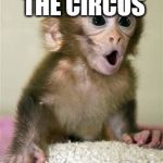 Surprised baby monkey | I'M LEAVING THE CIRCUS; MONKEYS FOR FREE | image tagged in surprised baby monkey | made w/ Imgflip meme maker