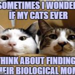 Moving cats | SOMETIMES I WONDER IF MY CATS EVER; THINK ABOUT FINDING THEIR BIOLOGICAL MOM. | image tagged in cats,mothers day,funny,funny memes,biological mom | made w/ Imgflip meme maker