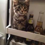 biere cat